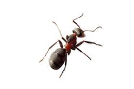Problems with ants in your house